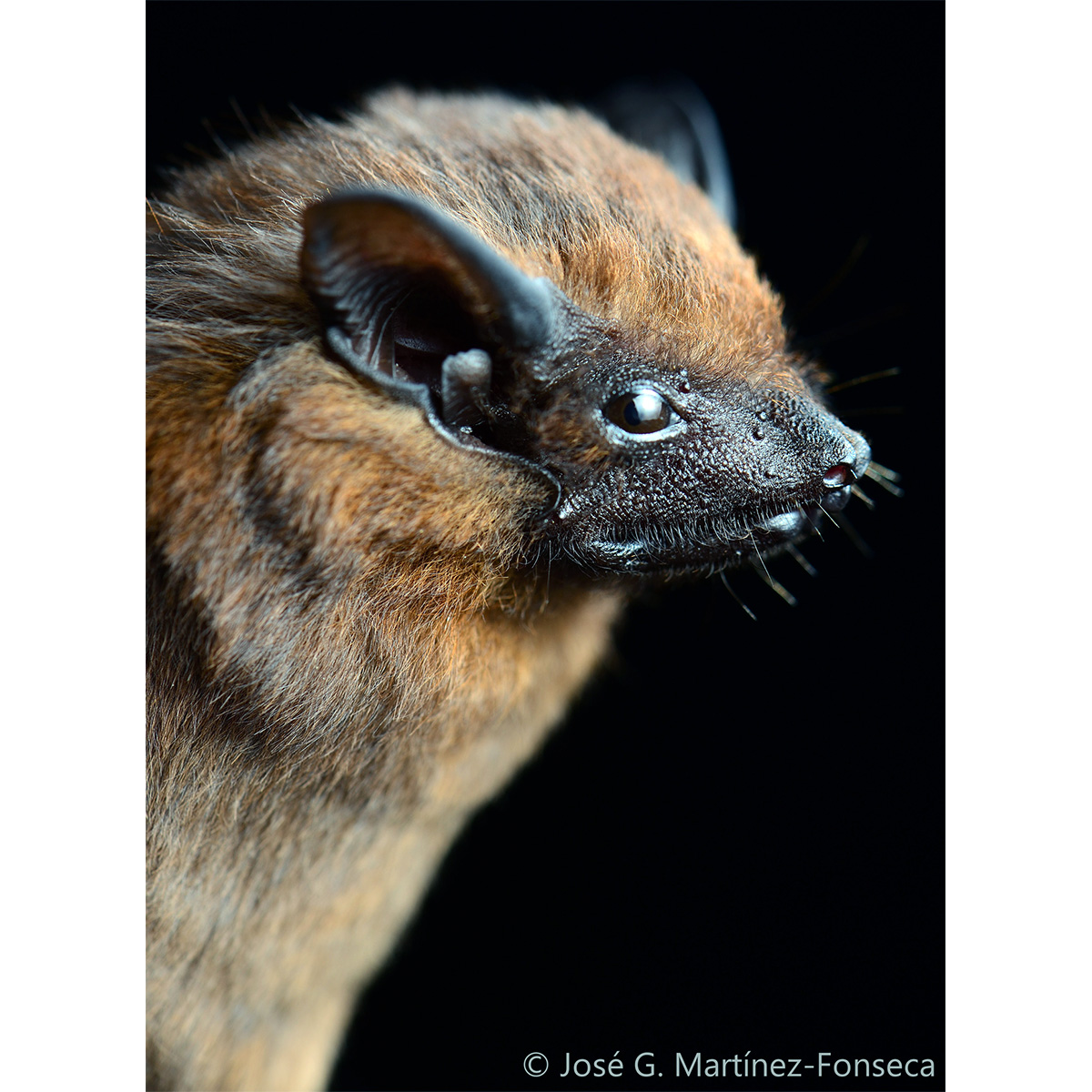 Короткомордый мешкокрыл (Cormura brevirostris) Фото №10
