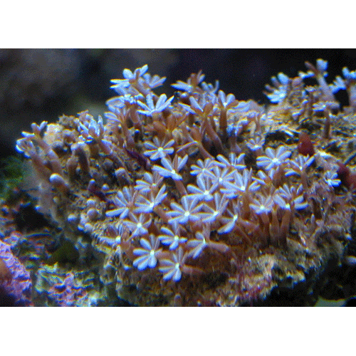 Семейство Cornulariidae  фото