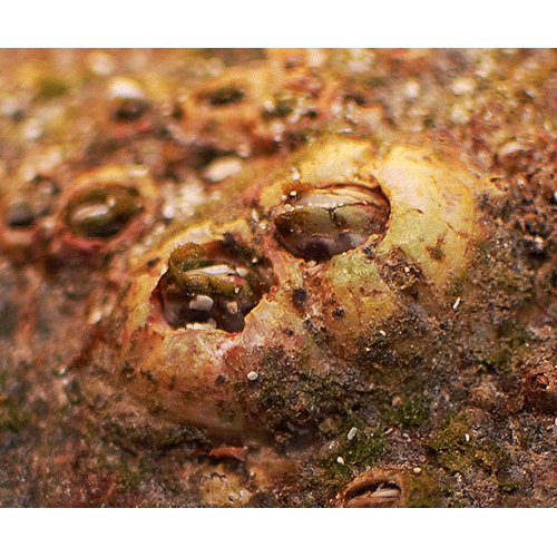 Семейство Coronuloidea фото