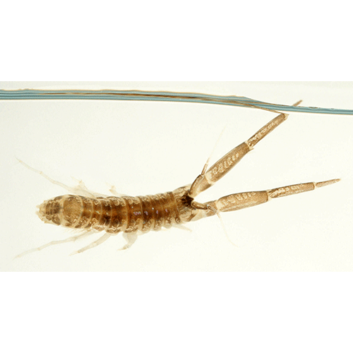 Семейство Corophiidae фото