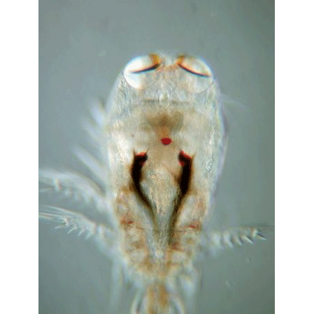 Семейство Corycaeidae фото