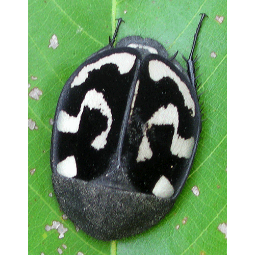 Семейство Corydioidea фото