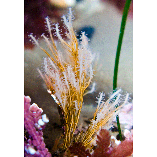 Семейство Corynidae  фото