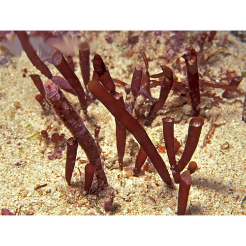 Семейство Corynomorphaceae фото