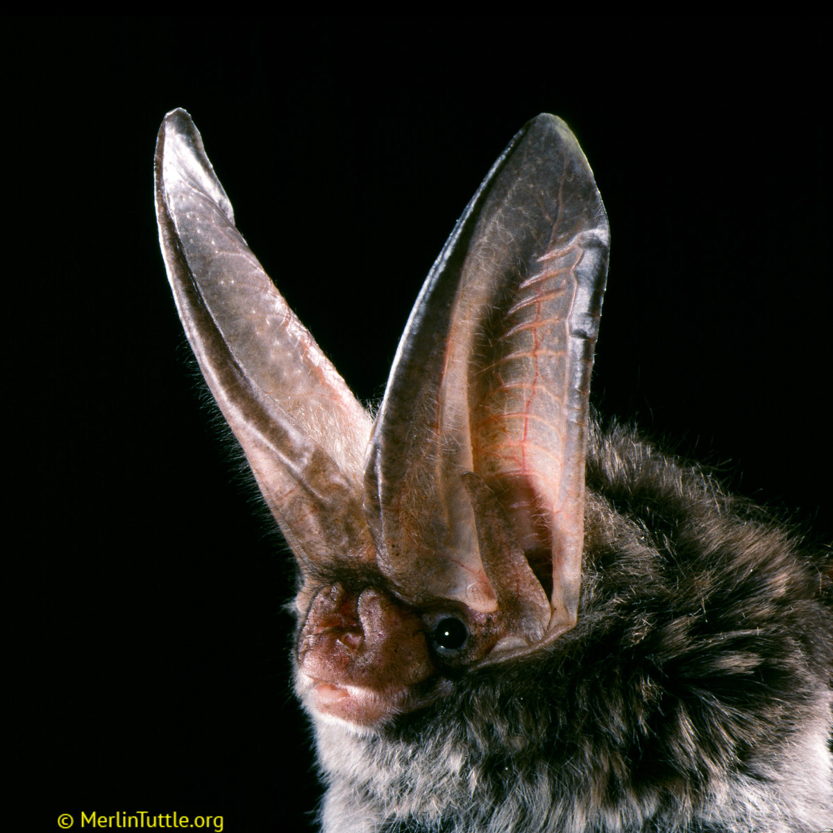 Ушан Рафинеска (Corynorhinus rafinesquii) Фото №10