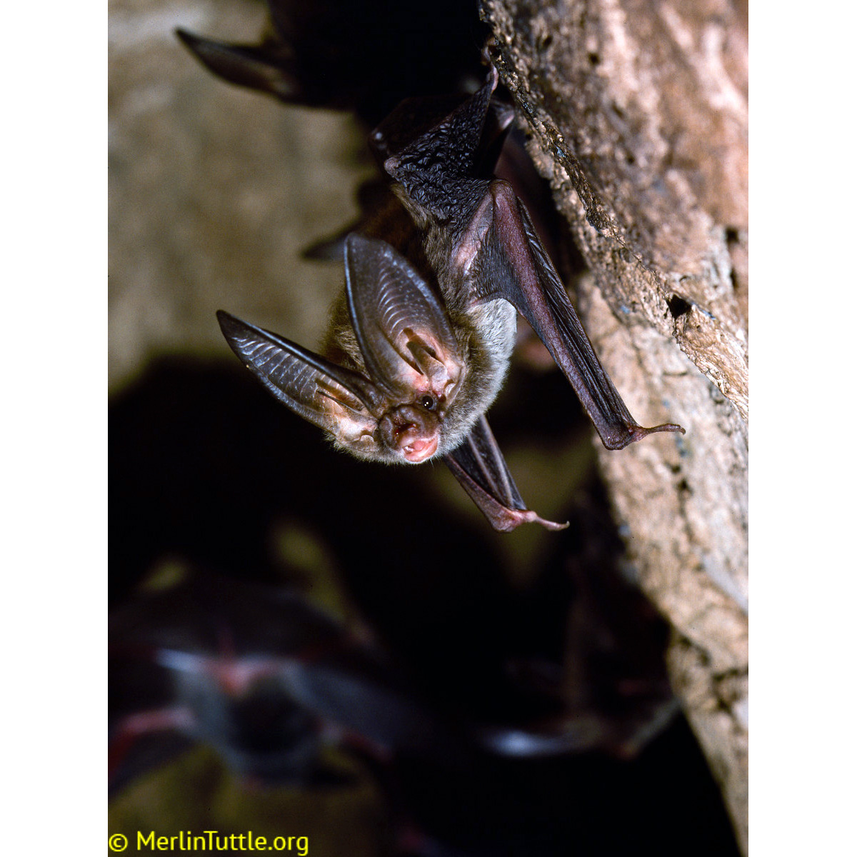 Ушан Рафинеска (Corynorhinus rafinesquii) Фото №2