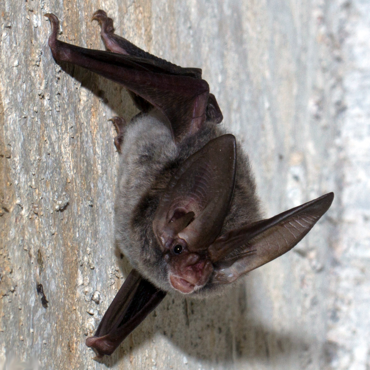 Ушан Рафинеска (Corynorhinus rafinesquii) Фото №3