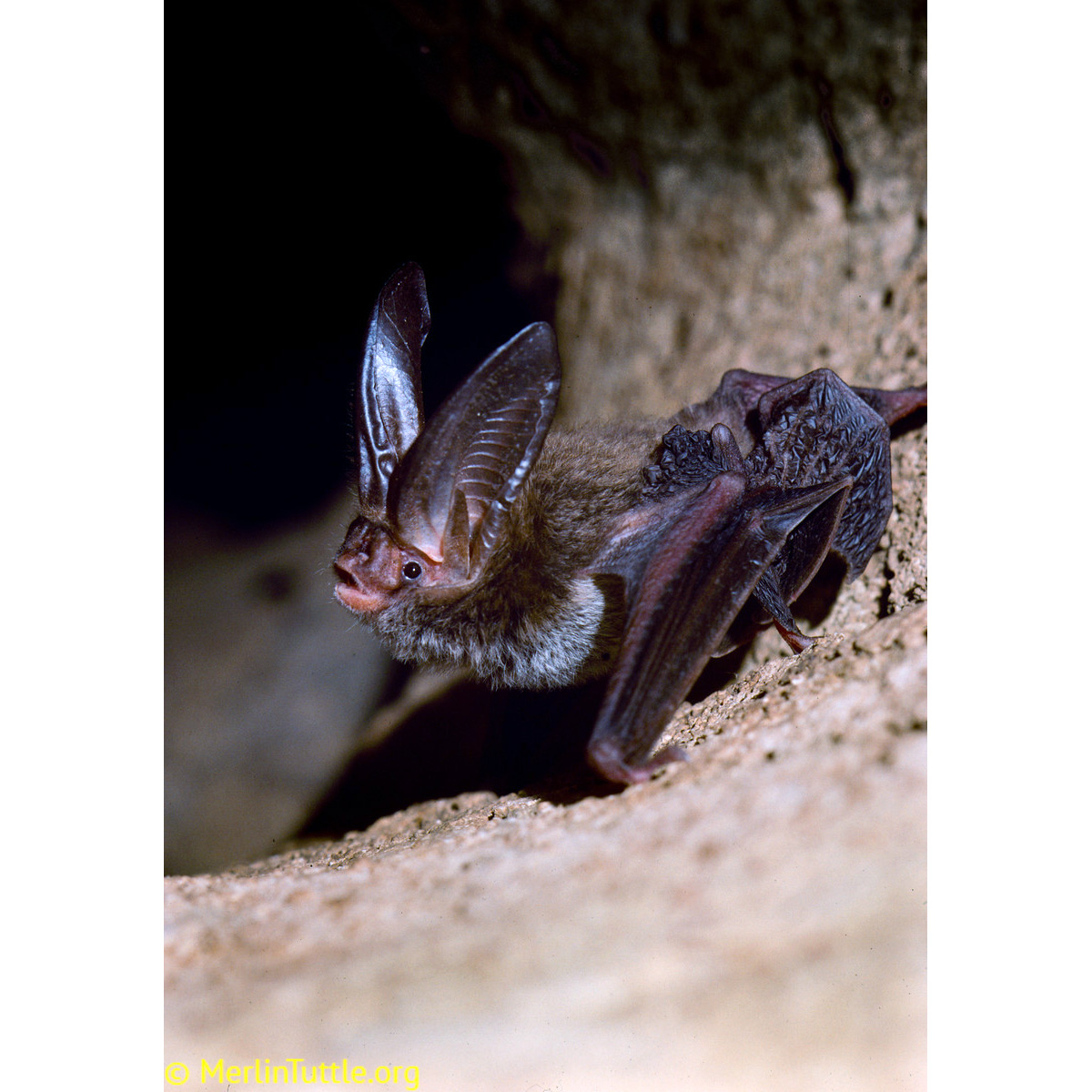 Ушан Рафинеска (Corynorhinus rafinesquii) Фото №4