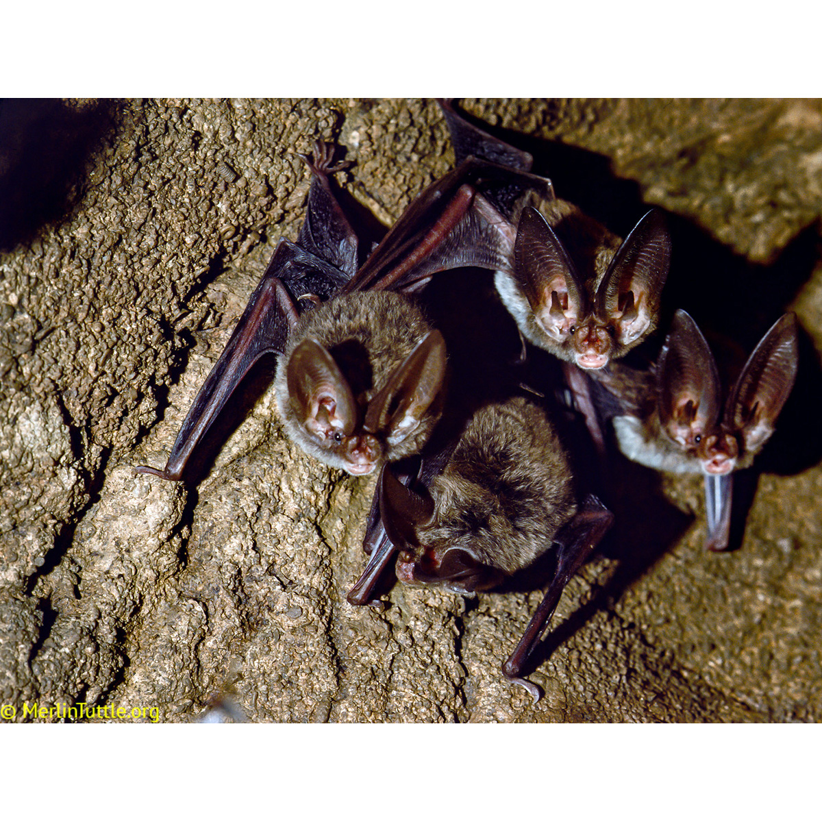 Ушан Рафинеска (Corynorhinus rafinesquii) Фото №6