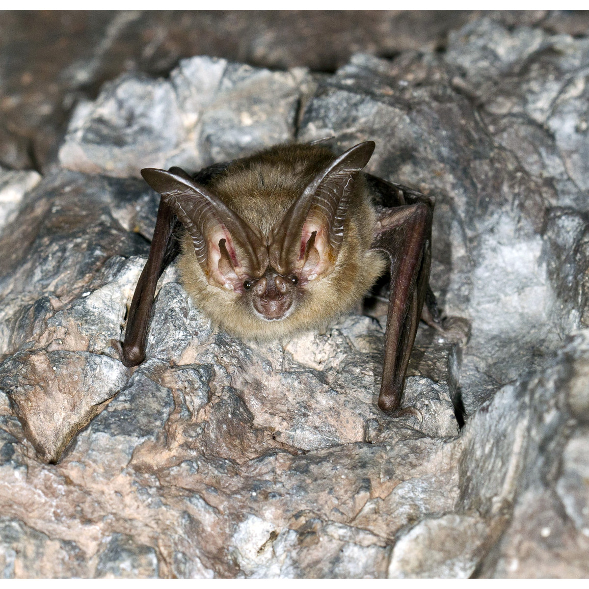 Ушан Таунсенда (Corynorhinus townsendii) Фото №10