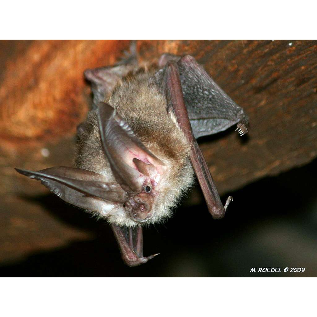 Ушан Таунсенда (Corynorhinus townsendii) Фото №2