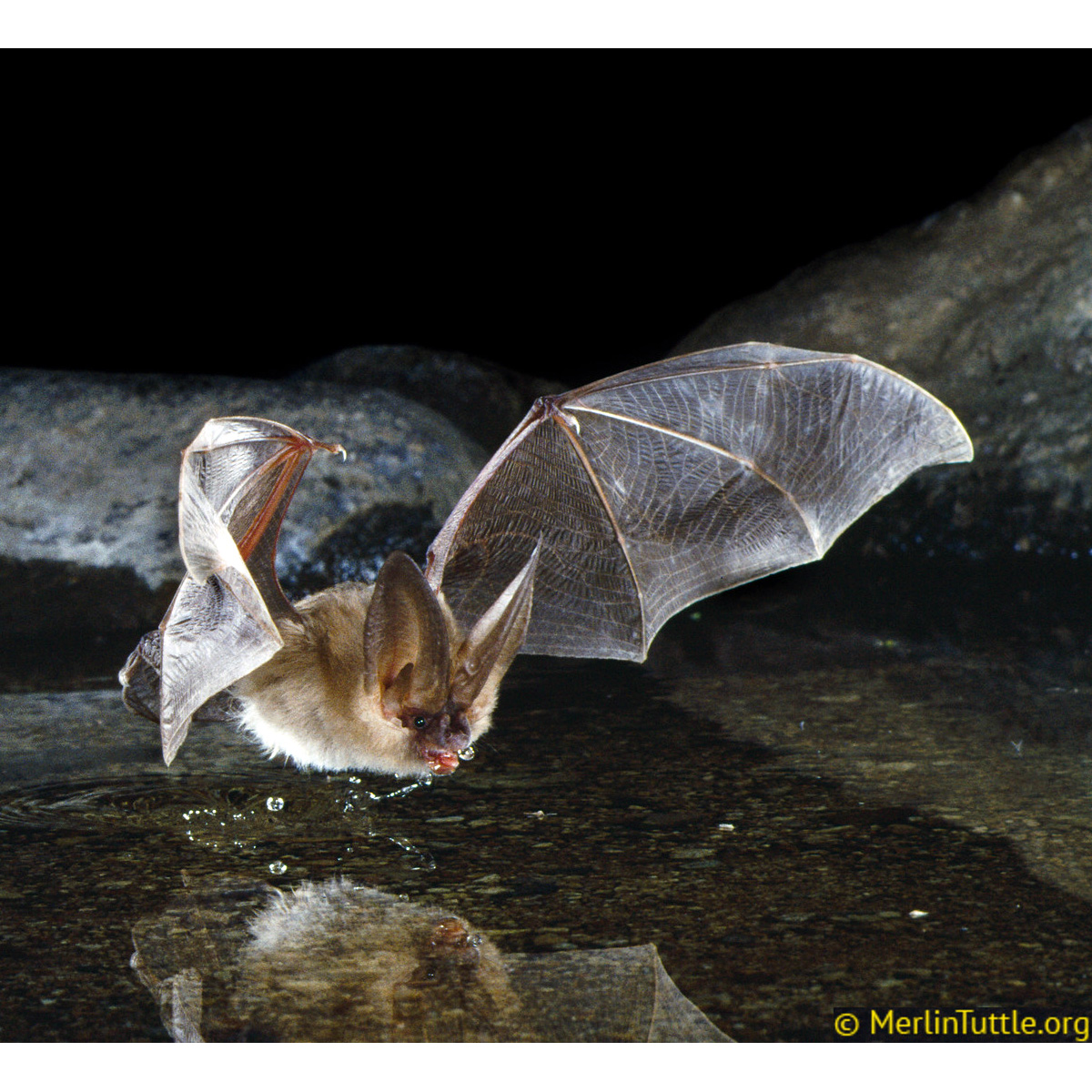 Ушан Таунсенда (Corynorhinus townsendii) Фото №5