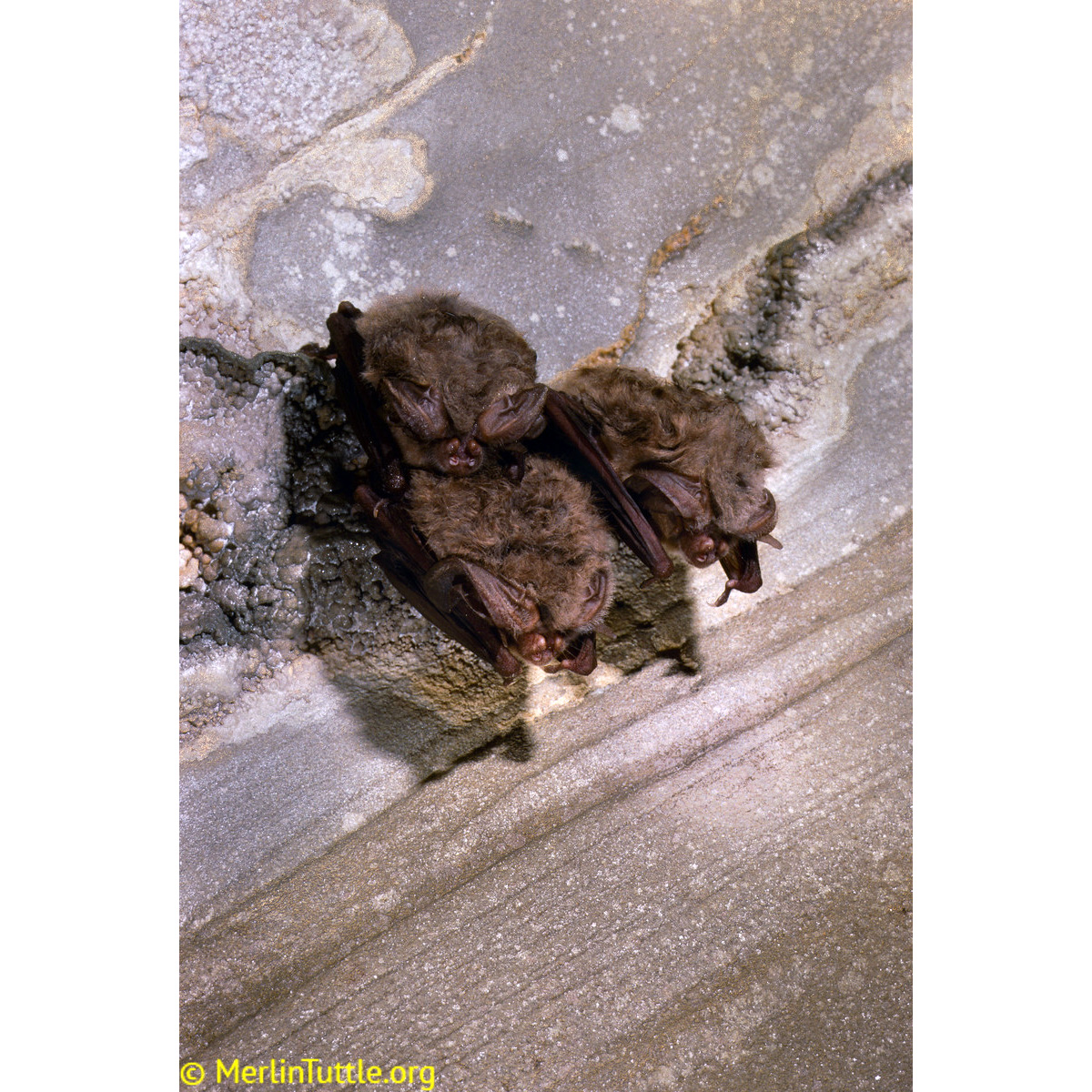 Ушан Таунсенда (Corynorhinus townsendii) Фото №6