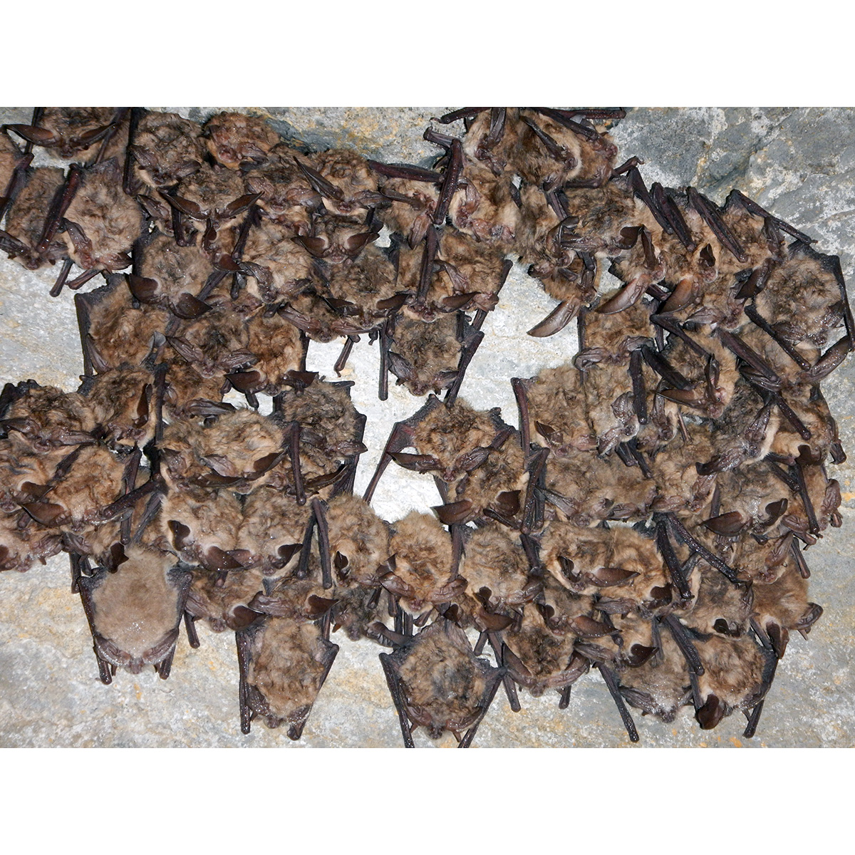 Ушан Таунсенда (Corynorhinus townsendii) Фото №7