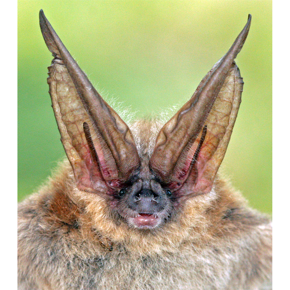 Ушан Таунсенда (Corynorhinus townsendii) Фото №8