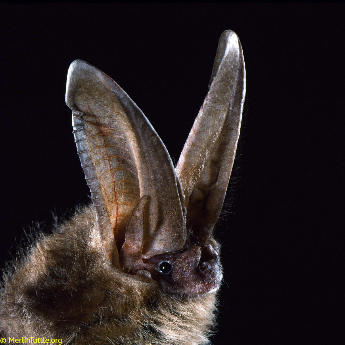 Ушан Таунсенда (Corynorhinus townsendii) Фото №9