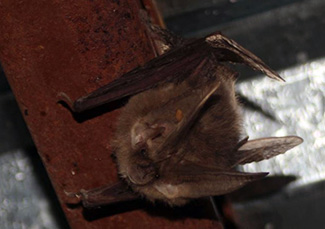 Corynorhinus townsendii australis