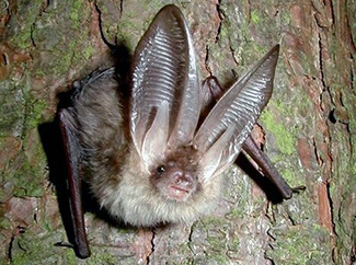 Corynorhinus townsendii ingens