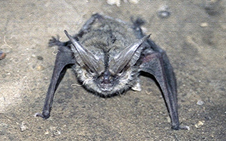 Corynorhinus townsendii pallescens