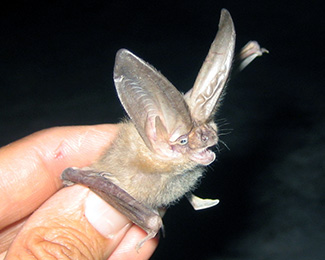 Corynorhinus townsendii townsendii
