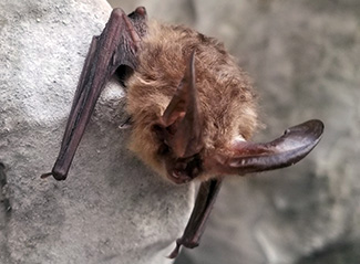 Corynorhinus townsendii virginianus