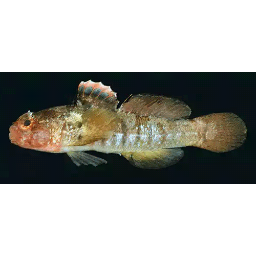 Род Coryogalops фото
