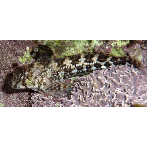 Род Хохлатые морские собачки фото