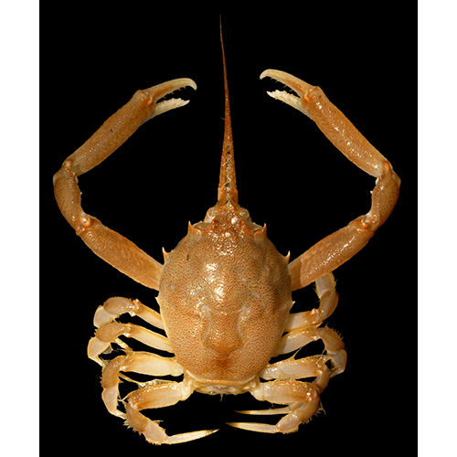 Семейство Corystoidea фото