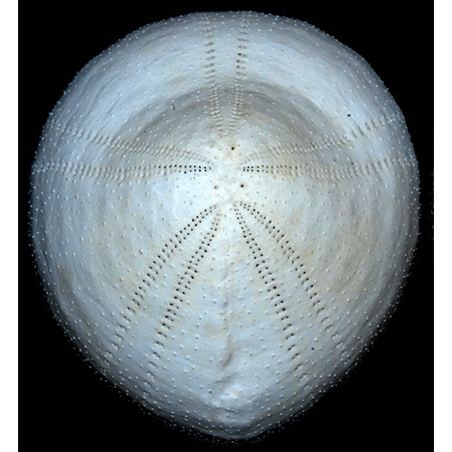 Семейство Corystusidae  фото