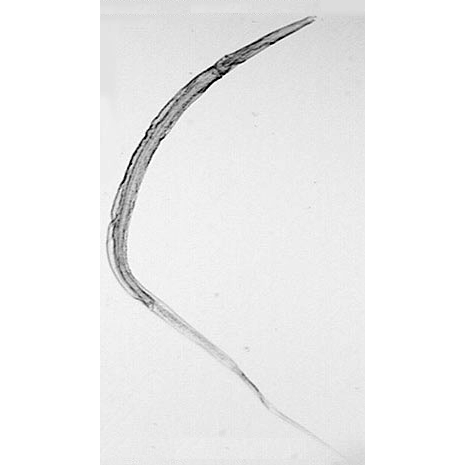 Семейство Cosmocercidae  фото