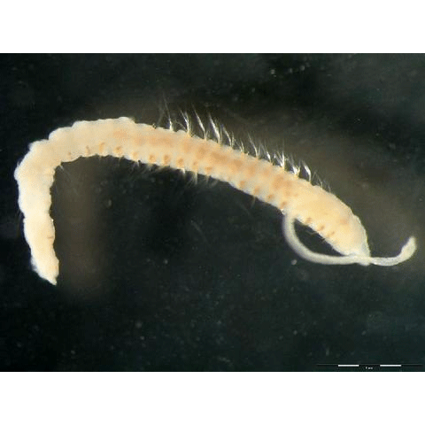 Семейство Cossuridae фото