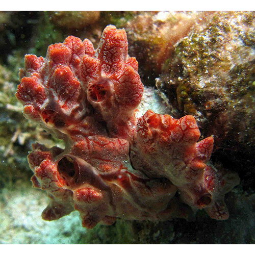 Семейство Crambeidae  фото
