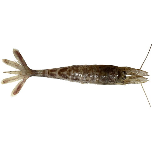 Семейство Crangonoidea фото