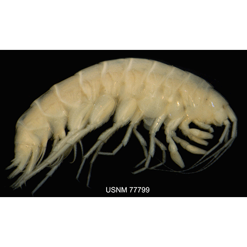 Семейство Crangonyctidae фото