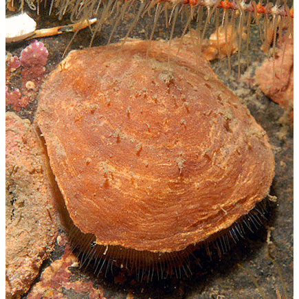 Семейство Cranioidea фото