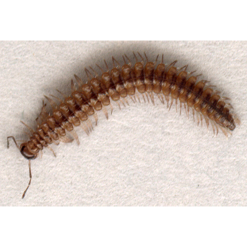 Семейство Craspedosomatidae фото