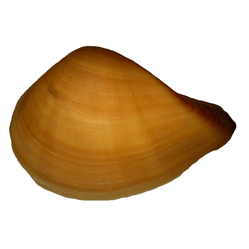 Семейство Crassatelloidea  фото
