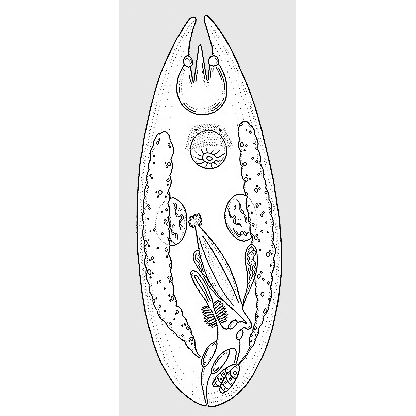 Семейство Crassicollidae  фото