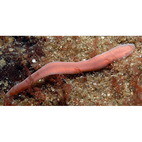 Семейство Cratenemertidae  фото