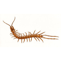 Семейство Craterostigmidae фото