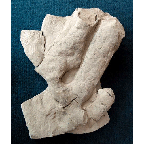 Семейство Craticulariidae  фото