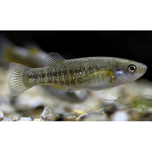  Род Crenichthys  фото