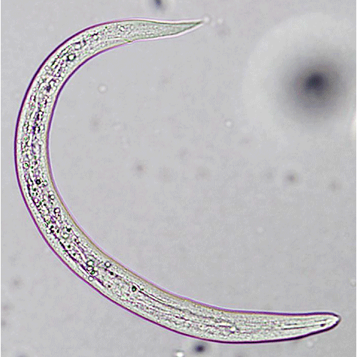 Семейство Crenosomatidae  фото