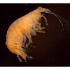 Семейство Cressidae фото