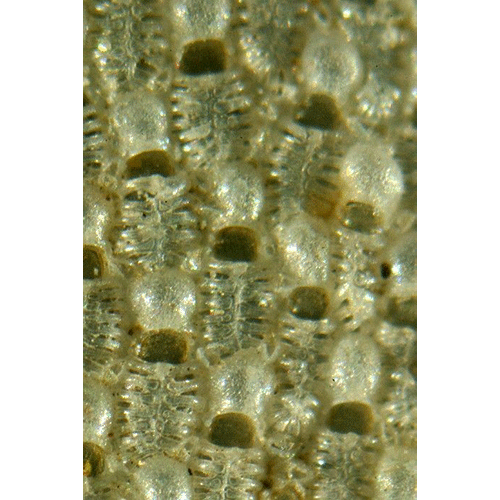 Семейство Cribrilinoidea фото