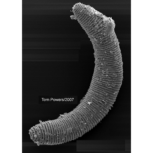 Семейство Criconematidae  фото
