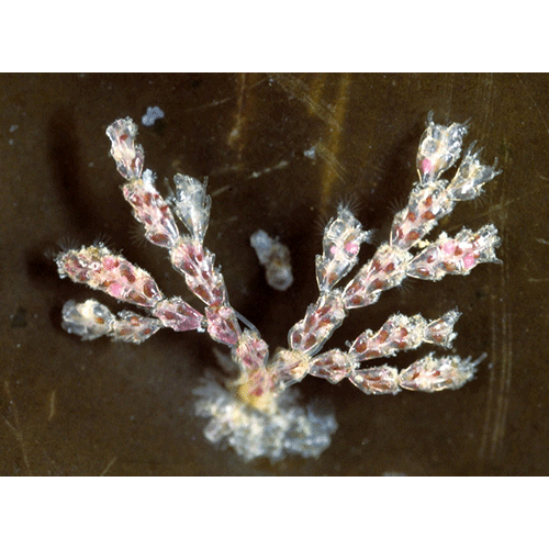 Семейство Crisiidae фото