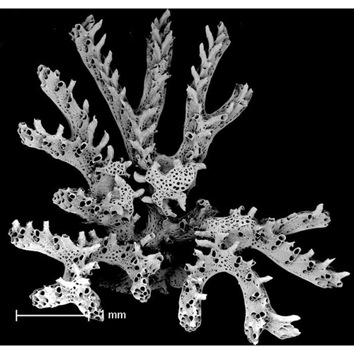 Семейство Crisinidae фото