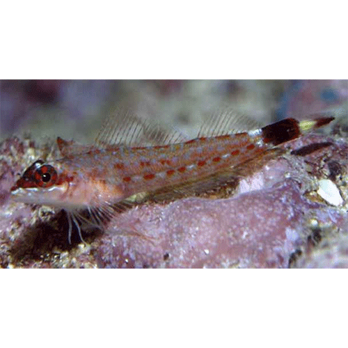 Род Crocodilichthys фото