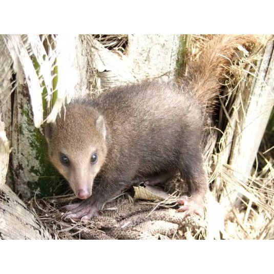 Заирский кузиманзе (Crossarchus alexandri) Фото №2